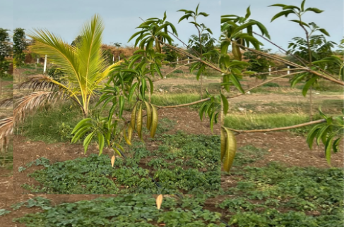 Fruit Orchard